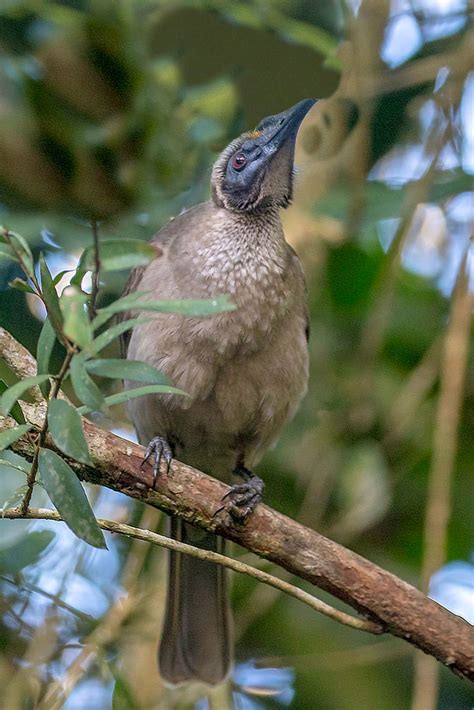 Helmeted Friarbird Cassowary House Australia 1805 Alan Gutsell