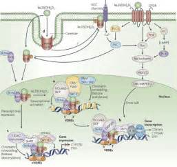 Transcriptional Regulation By Vitamin D Classical Action Of