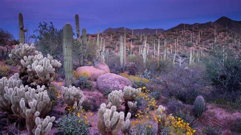 Saguaro · National Parks Conservation Association