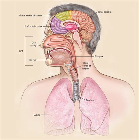 Human Throat Anatomy Diagram