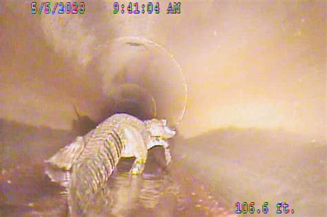 Robot Camera Finds Five Foot Alligator In Underground Pipe Borneo