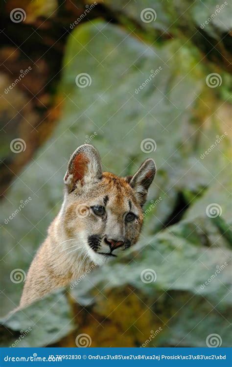 Puma Concolor Do Puma Animal Escondido Do Perigo Do Retrato Com Pedra