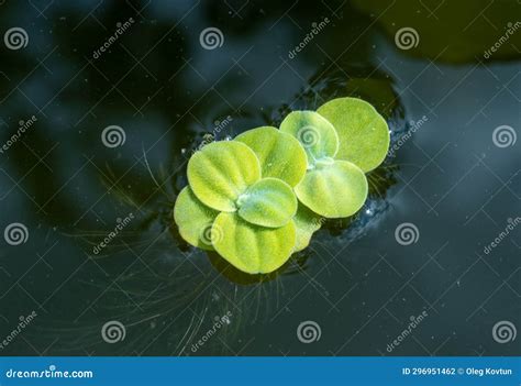 Pistia Stratiotes Swims Among Aquatic Plants Stock Photo Image Of