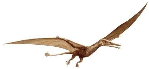 Eudimorphodon Pictures & Facts - The Dinosaur Database