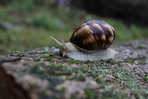 Snail Farming For Beginners In Nigeria Made Easy A Helpful Guide