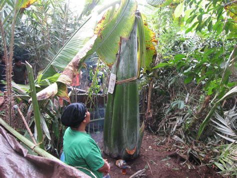 Foto Pisang Aneh Gemparkan Warga 2013 Gambarbinatangcom