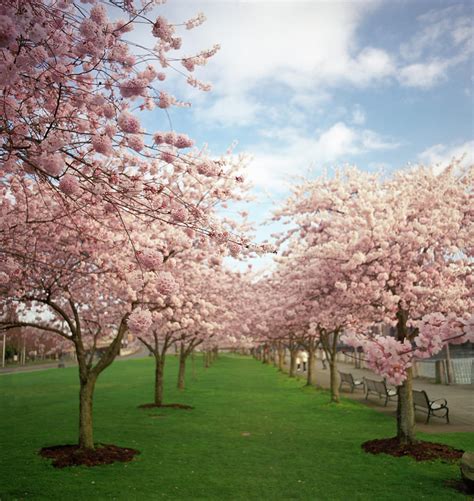 Pink Spring Cherry Blossoms by Zeb Andrews