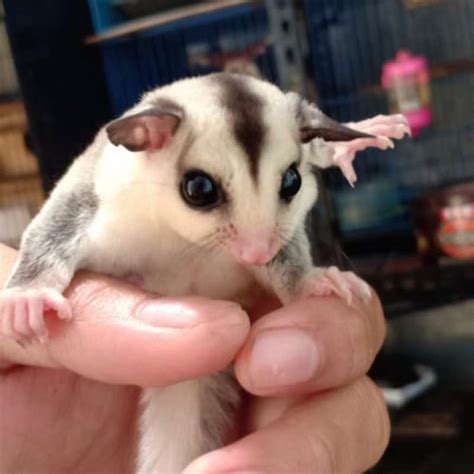 Jual Sugar Glider White Face Wf Hewan Lucu Mainan Anak Di Seller LZ Id