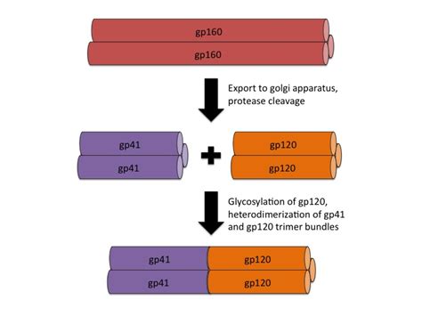 Hiv Envelope And Cell Fusion Microbewiki