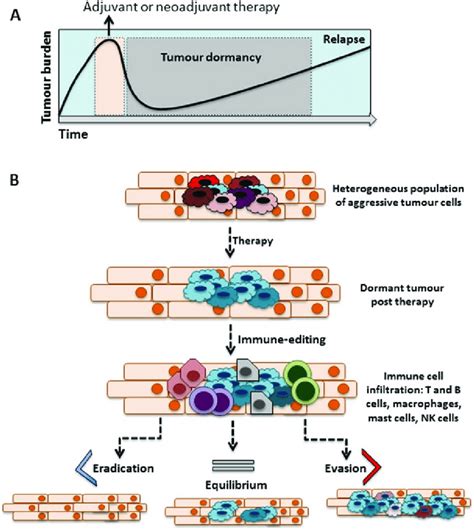 A Tumour Burden And Volume Decreases Following Adjuvant Or