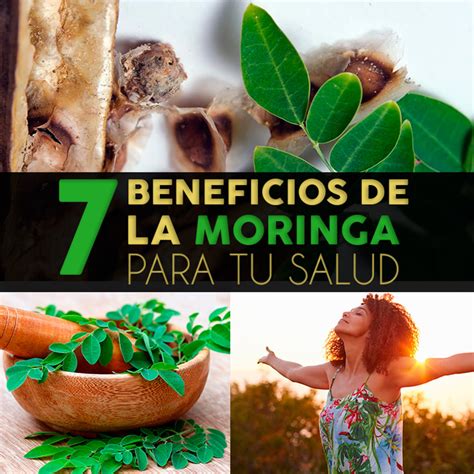 7 Beneficios De La Semilla De Moringa Para Tu Salud Mentiras Y