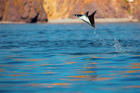 Jumping Mobula Ray Photograph by Tom Norring | Pixels