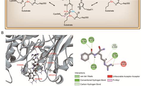 A Proposed Catalytic Mechanism Of Pad B Interaction Between Pad