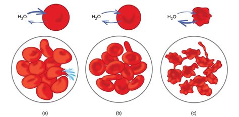 Colligative Properties Chemistry Atoms First