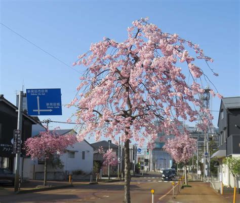 新発田の春まつり 三鷹、聞いたか、吉祥寺、二子玉川 And Shibata 楽天ブログ