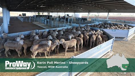 Proway Sheepyards Kerin Poll Merino Yeoval Nsw Youtube