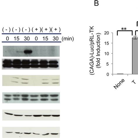 Effects Of Sb On The Tgf Smad Transcriptional Responses In