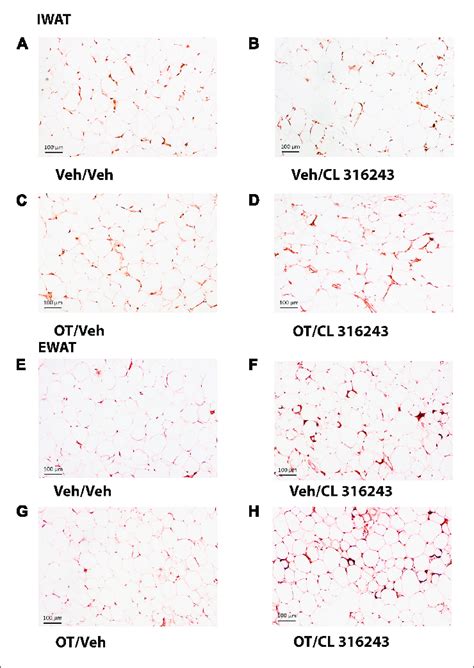 A H Effect Of Chronic 4V OT Infusions 16 Nmol Day And Systemic