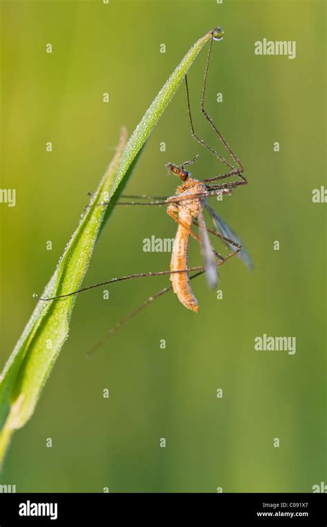 Crane Fly Tipula Sp Stock Photo Alamy