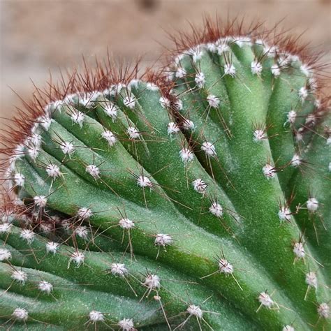 Cereus Peruvianus F Crested Giromagi Cactus And Succulents