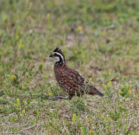 Pictures And Information On Northern Bobwhite