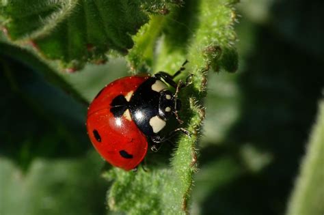 Image Libre Nature Coccinelle Coccinelle Insecte Arthropode