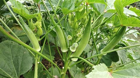 Bhendi Abelmoschus Esculentus Cultivation Youtube