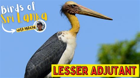 Lesser Adjutant හීන් බහුරු මානාවා Birds In Sri Lanka With Mihela