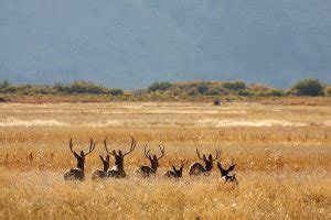 Mule Deer Vs Black Tailed Deer Differences Wildlife Informer