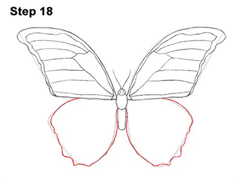 How To Draw A Butterfly Blue Morpho