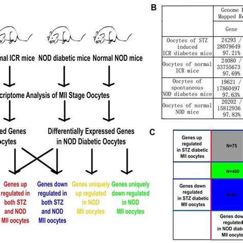 Red Genes Up Regulated In Both Stz And Nod Diabetic Mouse Oocytes