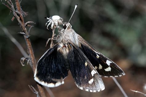 Arizona Butterflies