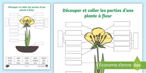 Schéma à compléter sur les parties d une plante à fleur