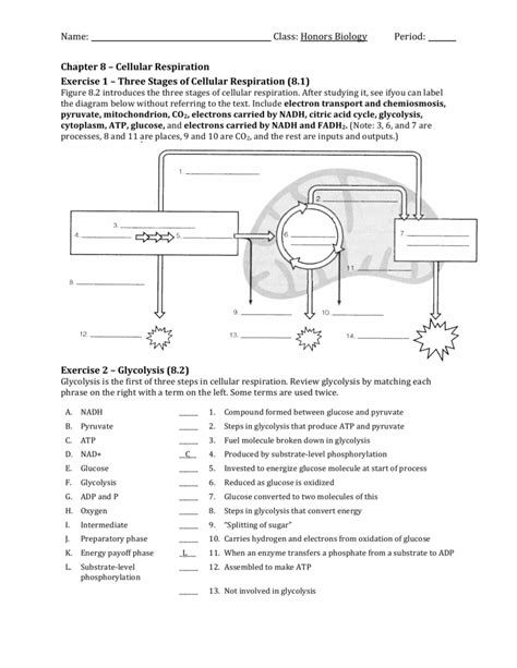 Biology Cellular Respiration Worksheet