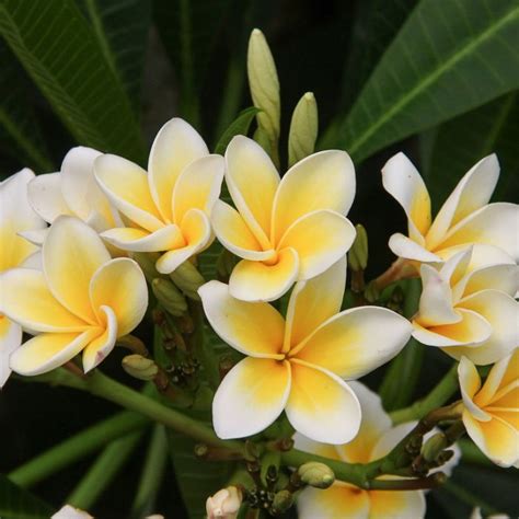 Frangipani White