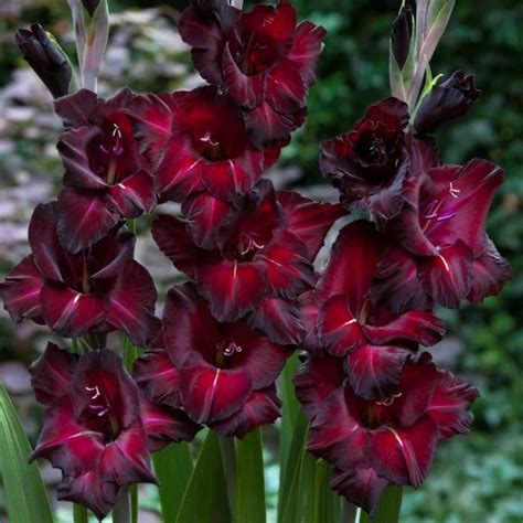 Dark Burgundy Gladiolus Bulbs For Sale Online Black Surprise Easy