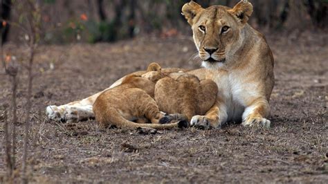 National Geographic Documentary Night of the Lions Nat Geo WILD - YouTube