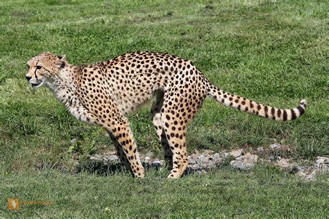 Bestellen - Gepard (Acinonyx jubatus) Bild - Bildagentur