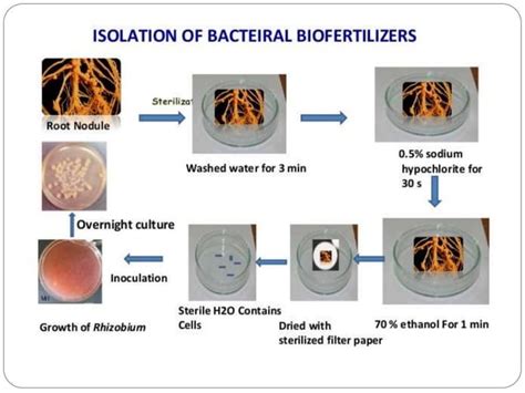 Rhizobium ppt | PPT