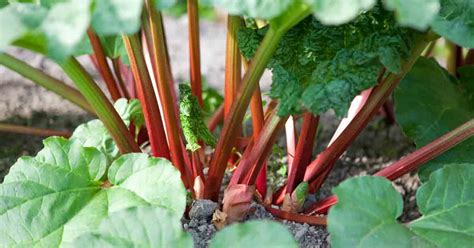 Here S How To Grow Rhubarb