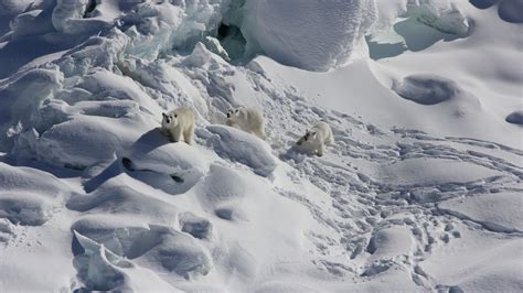 Secret population of polar bears found living in seemingly impossible ...