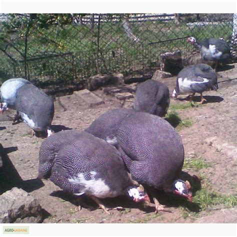 Продам инкубационное яйцо цесарок, купить инкубационное яйцо цесарок ...