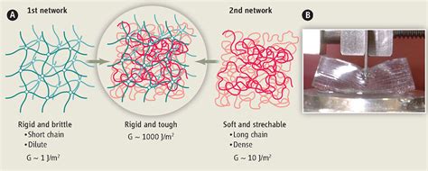 Materials Both Tough And Soft Science