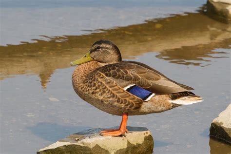 Mallard Duck stock image. Image of mallard, nature, water - 43285759