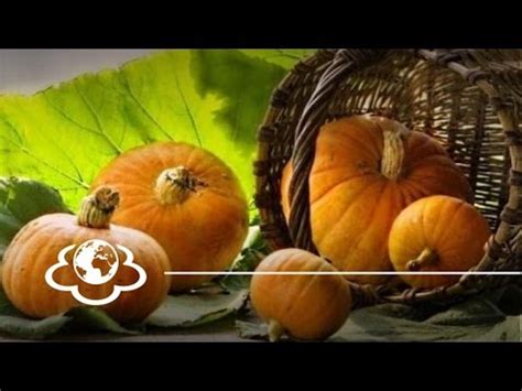 Гарбуз.Cucurbita. "Щоденник здоров'я" - YouTube