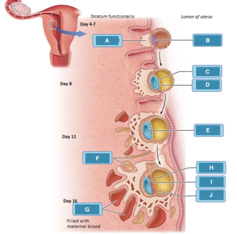 Ex 27 Human Development Flashcards Quizlet