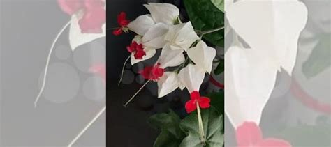 Клеродендрум томсона купить в Новосибирске | Товары для дома и дачи | Авито