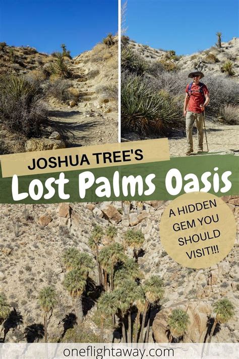 Joshua Trees Lost Palms Oasis A Hidden Gem You Should Visit