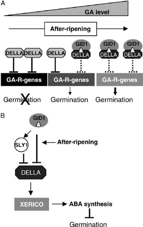 Model For The Rescue Of Sly1 Seed Germination By GID1 GA DELLA Complex