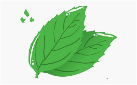 Green Tea Leaf Cartoon Png , Free Transparent Clipart - ClipartKey